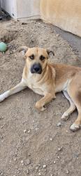Found/Stray Male Dog last seen 70th West and Ave M, Lancaster, CA 93534