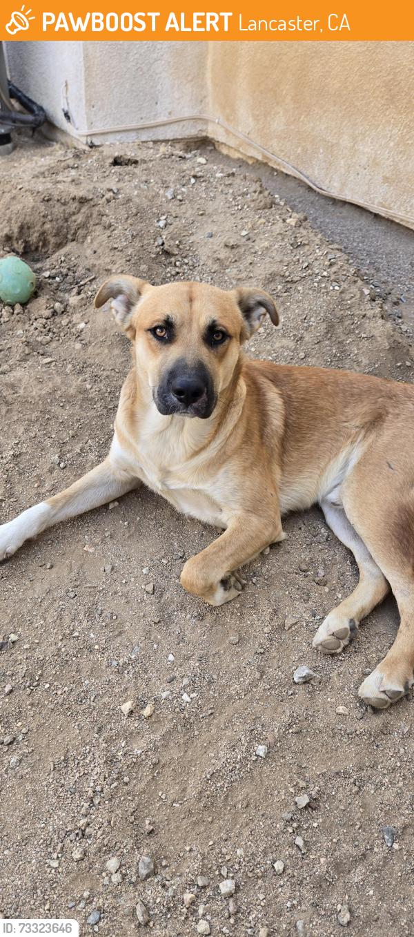 Found/Stray Male Dog last seen 70th West and Ave M, Lancaster, CA 93534