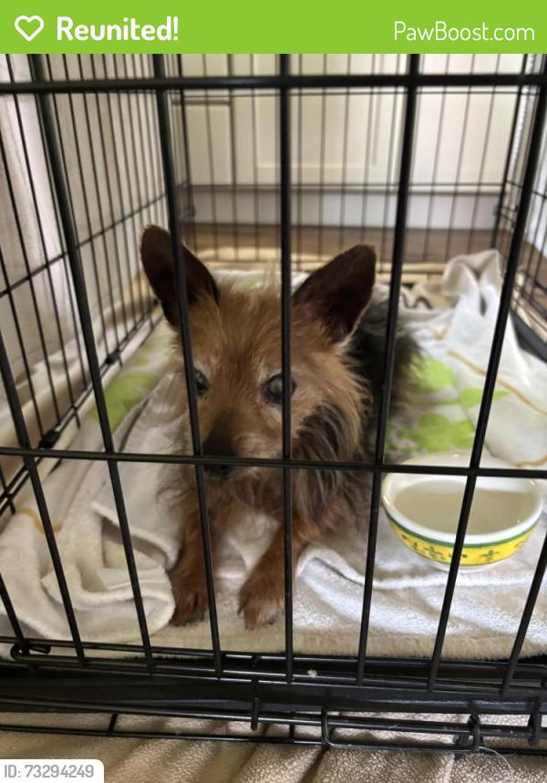 Reunited Male Dog last seen State St and Indiana Ave, Asheville, NC 28806