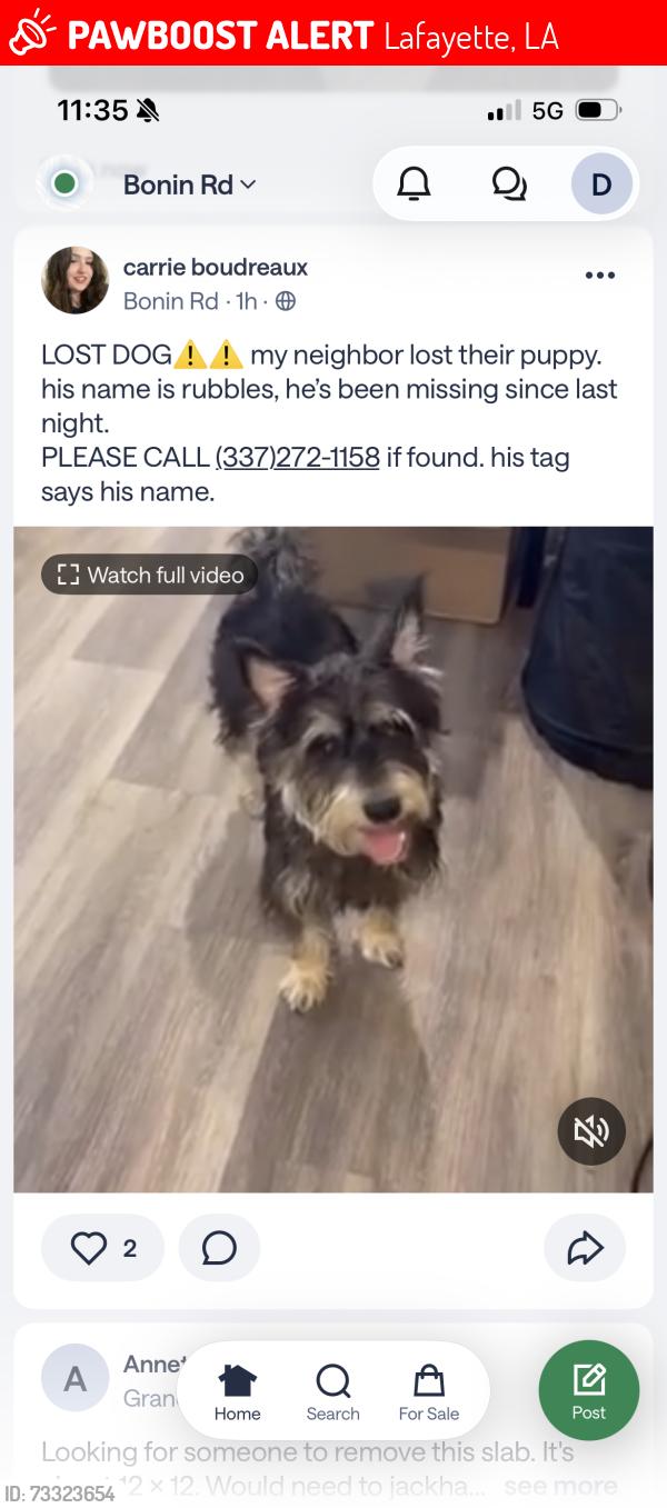 Lost Male Dog last seen Amite dr, Lafayette, LA 70508