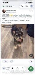Lost Male Dog last seen Amite dr, Lafayette, LA 70508