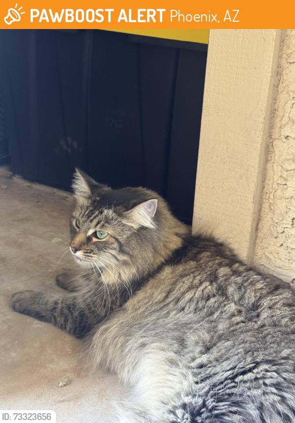 Found/Stray Female Cat last seen Red Rox Villas cndmniums, Phoenix, AZ 85008