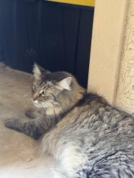 Found/Stray Female Cat last seen Red Rox Villas cndmniums, Phoenix, AZ 85008