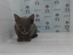 Shelter Stray Male Cat last seen , 2769 Conroy Rd, Orlando, FL 32839, USA