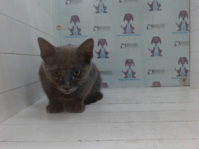 Shelter Stray Male Cat last seen , 2769 Conroy Rd, Orlando, FL 32839, USA