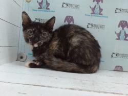 Shelter Stray Female Cat last seen , 2769 Conroy Rd, Orlando, FL 32839, USA