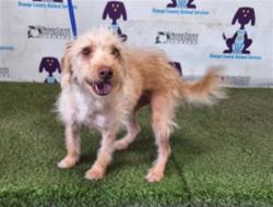 Shelter Stray Male Dog last seen , 2769 Conroy Rd, Orlando, FL 32839, USA