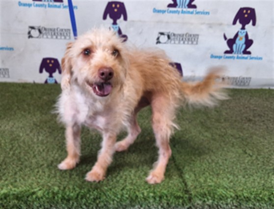 Shelter Stray Male Dog last seen , 2769 Conroy Rd, Orlando, FL 32839, USA