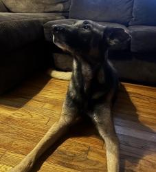 Shelter Stray Female Dog last seen FORTUNA & SAN JOAQUIN, 4710 TX-151, San Antonio, TX 78227, USA