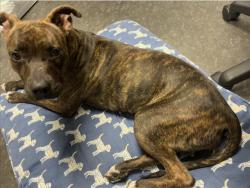Shelter Stray Female Dog last seen , 11361 W Pico Blvd, Los Angeles, CA 90064, USA