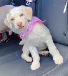 Reunited Female Dog last seen Bluffview dr and ridgeside Dr, Balch Springs, TX 75180