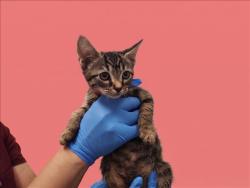 Shelter Stray Female Cat last seen , 1850 W 60th St, Los Angeles, CA 90047, USA