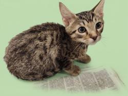 Shelter Stray Male Cat last seen , 1850 W 60th St, Los Angeles, CA 90047, USA