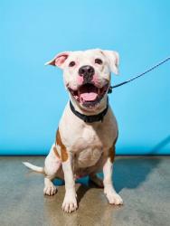 Shelter Stray Male Dog last seen HARLOW ROAD WEST SIDE OF JACKSONVILLE, 2020 Forest St, Jacksonville, FL 32204, USA