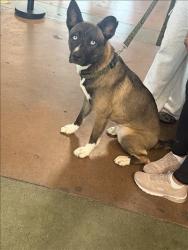 Shelter Stray Male Dog last seen , 14409 Vanowen St, Van Nuys, CA 91405, USA