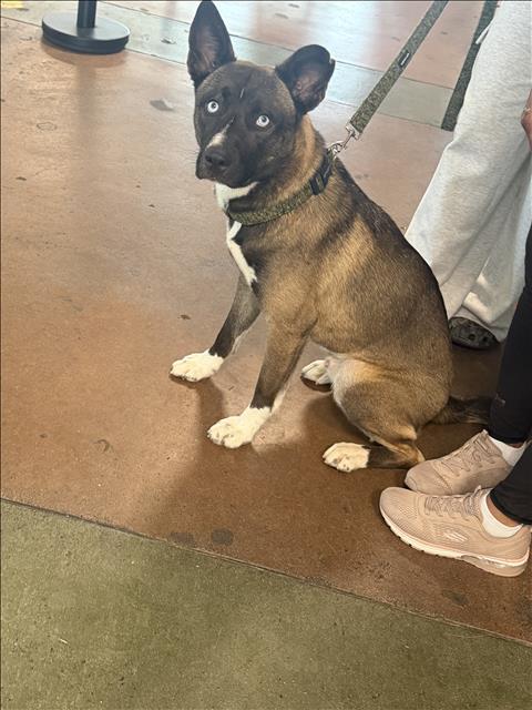 Shelter Stray Male Dog last seen , 14409 Vanowen St, Van Nuys, CA 91405, USA