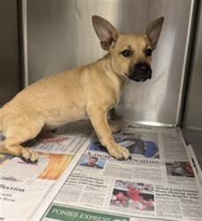 Shelter Stray Male Dog last seen , 14409 Vanowen St, Van Nuys, CA 91405, USA