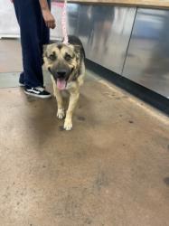 Shelter Stray Male Dog last seen , 14409 Vanowen St, Van Nuys, CA 91405, USA