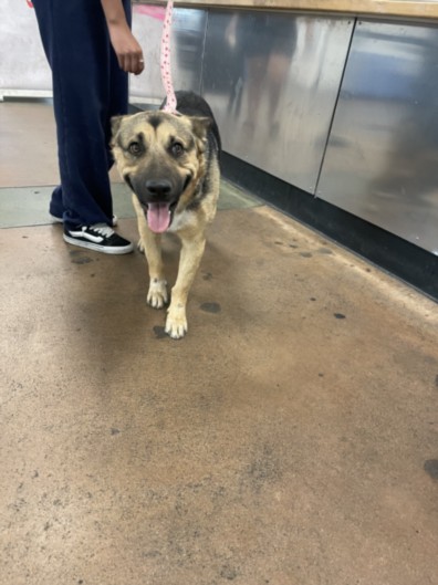 Shelter Stray Male Dog last seen , 14409 Vanowen St, Van Nuys, CA 91405, USA