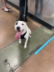 Shelter Stray Female Dog last seen , 14409 Vanowen St, Van Nuys, CA 91405, USA