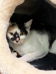 Shelter Stray Female Cat last seen Near BLOCK S 38TH ST, 3528 Newburg Rd, Louisville, KY 40218, USA