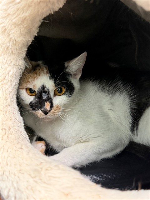 Shelter Stray Female Cat last seen Near BLOCK S 38TH ST, 3528 Newburg Rd, Louisville, KY 40218, USA