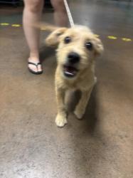 Shelter Stray Male Dog last seen , 14409 Vanowen St, Van Nuys, CA 91405, USA