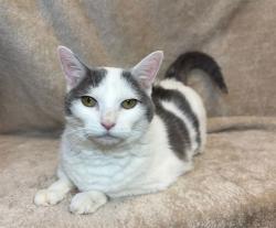 Shelter Stray Female Cat last seen Near BLOCK ROANOKE AVE, 3528 Newburg Rd, Louisville, KY 40218, USA