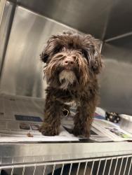 Shelter Stray Female Dog last seen , 14409 Vanowen St, Van Nuys, CA 91405, USA