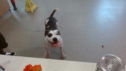 Shelter Stray Female Dog last seen Near BLOCK WEST MARKET, 3528 Newburg Rd, Louisville, KY 40218, USA