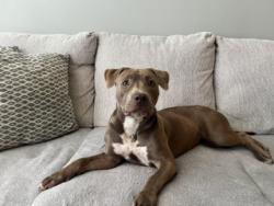 Shelter Stray Female Dog last seen MINT HILL, 8315 Byrum Dr, Charlotte, NC 28217, USA