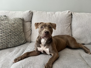 Shelter Stray Female Dog last seen MINT HILL, 8315 Byrum Dr, Charlotte, NC 28217, USA