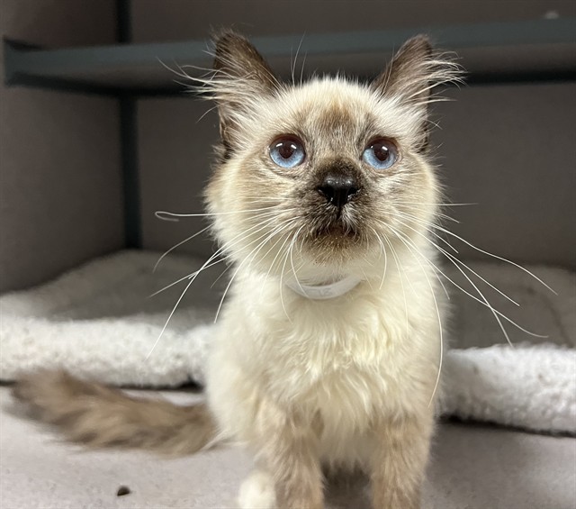 Shelter Stray Female Cat last seen , 29525 Agoura Rd, Agoura Hills, CA 91301, USA
