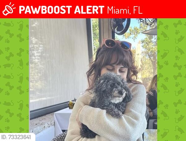 Lost Female Dog last seen Pizza Pazza, Miami, FL 33137