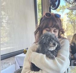 Lost Female Dog last seen Pizza Pazza, Miami, FL 33137