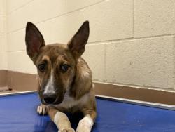 Shelter Stray Unknown Dog last seen Near BLOCK VEGA RD, CATHEDRAL CITY CA 92234, 72050 Pet Land Pl, Thousand Palms, CA 92276, USA