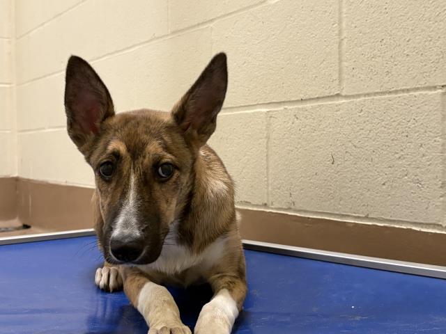 Shelter Stray Unknown Dog last seen Near BLOCK VEGA RD, CATHEDRAL CITY CA 92234, 72050 Pet Land Pl, Thousand Palms, CA 92276, USA