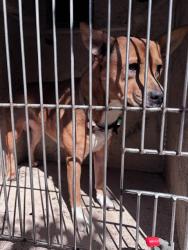 Shelter Stray Female Dog last seen Near BLOCK SW 97TH ST, 2811 SE 29th St, Oklahoma City, OK 73129, USA