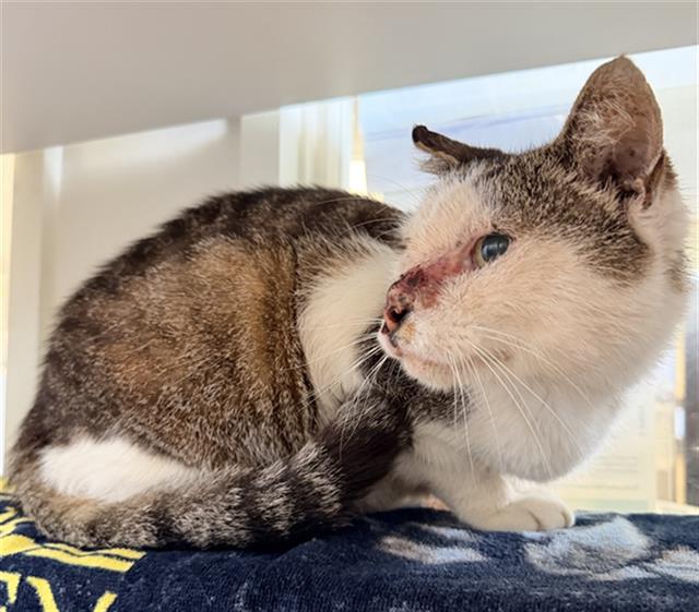 Shelter Stray Female Cat last seen , 600 Aviation Dr, Camarillo, CA 93010, USA