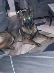 Shelter Stray Female Dog last seen Near BLOCK OUTER DRIVE DET,MI,48213, 7401 Chrysler Dr, Detroit, MI 48211, USA