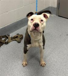 Shelter Stray Male Dog last seen Near, 2600 S Harding St, Indianapolis, IN 46221, USA