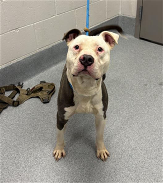 Shelter Stray Male Dog last seen Near, 2600 S Harding St, Indianapolis, IN 46221, USA