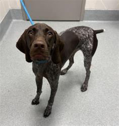 Shelter Stray Male Dog last seen Near, 2600 S Harding St, Indianapolis, IN 46221, USA