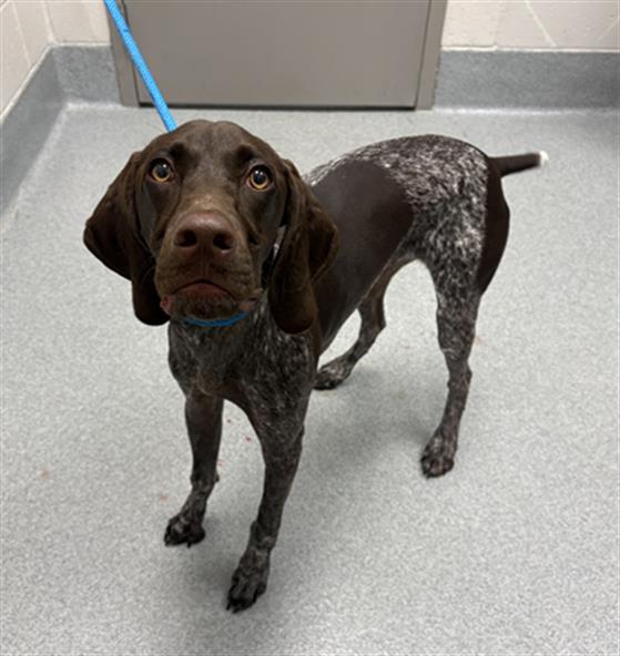 Shelter Stray Male Dog last seen Near, 2600 S Harding St, Indianapolis, IN 46221, USA