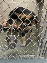 Shelter Stray Male Dog last seen CONFINED ON SLEISTER, 2600 NE Perry Ave, Peoria, IL 61603, USA