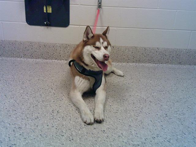 Shelter Stray Male Dog last seen 128TH AVE AND EUDORA DR, 12155 Park Blvd, Brighton, CO 80601, USA