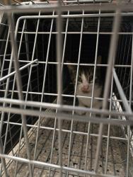Shelter Stray Unknown Cat last seen Near BLOCK PEARL ST, 12155 Park Blvd, Brighton, CO 80601, USA