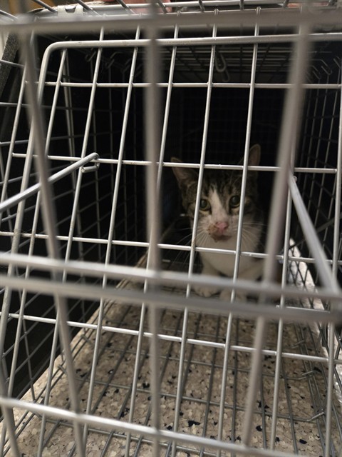 Shelter Stray Unknown Cat last seen Near BLOCK PEARL ST, 12155 Park Blvd, Brighton, CO 80601, USA