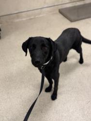 Shelter Stray Female Dog last seen VAN BUREN BLVD AND PINE ST, RIVERSIDE, CA, 6851 Van Buren Boulevard, Jurupa Valley, CA 92509, USA