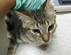 Shelter Stray Female Cat last seen Near BLOCK LIMONITE AVE, JURUPA VALLEY CA 92509, 6851 Van Buren Boulevard, Jurupa Valley, CA 92509, USA